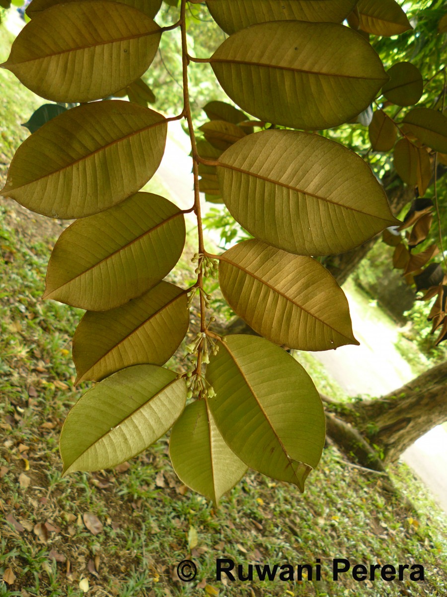 Chrysophyllum oliviforme L.