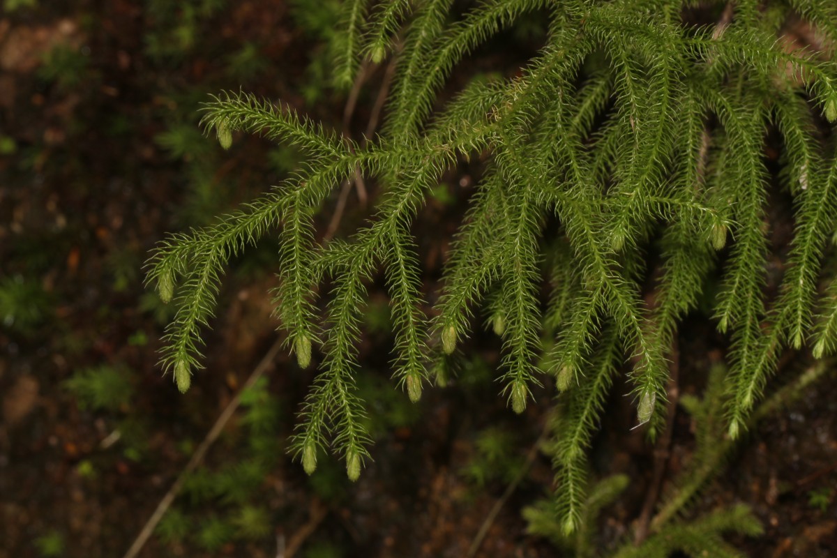 Lycopodiella cernua (L.) Pic.Serm.