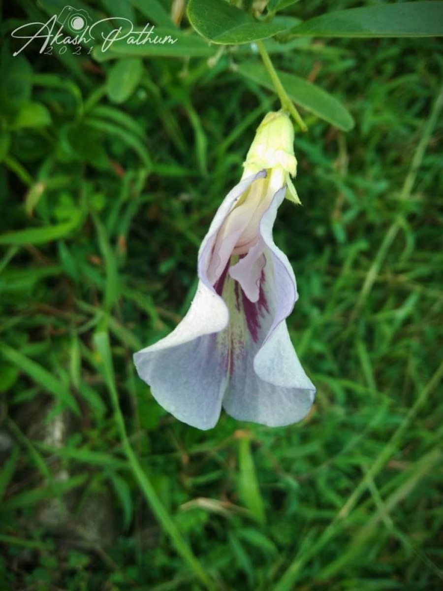 Clitoria laurifolia Poir.