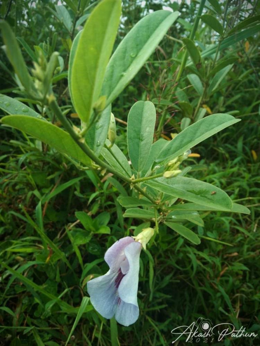 Clitoria laurifolia Poir.