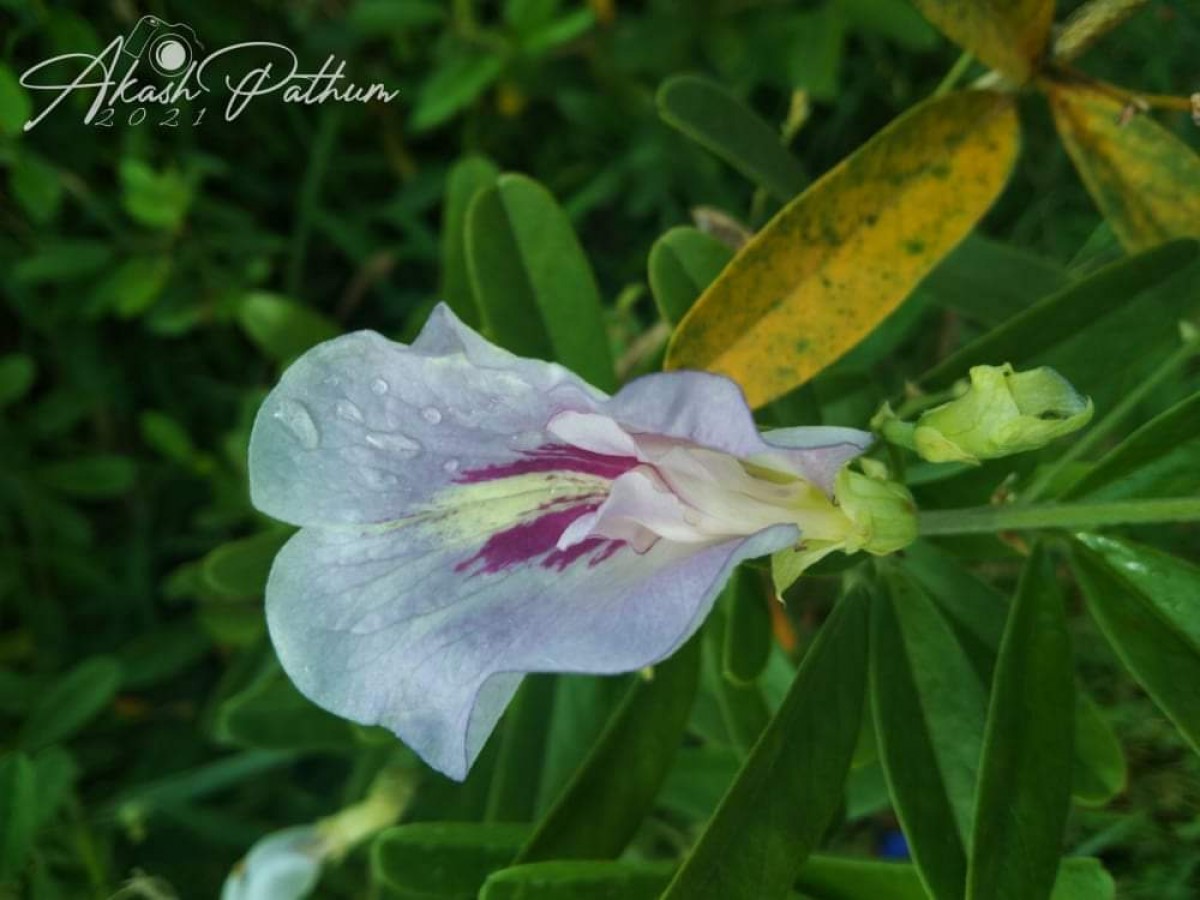 Clitoria laurifolia Poir.