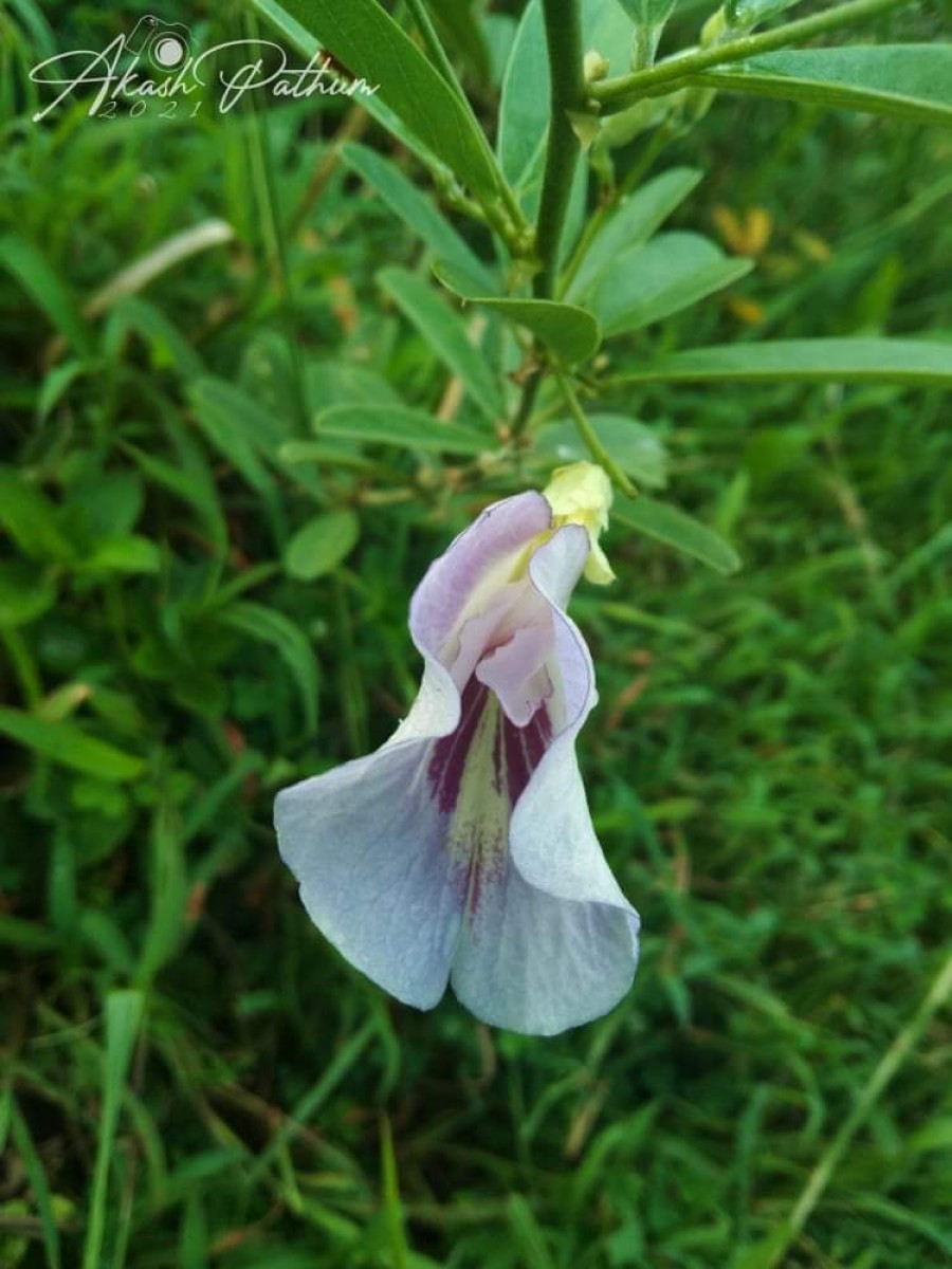 Clitoria laurifolia Poir.