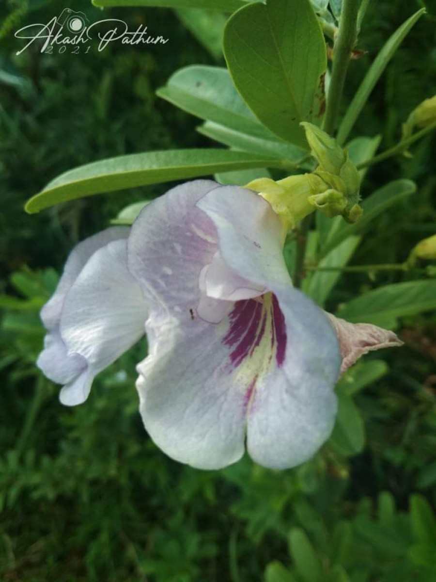 Clitoria laurifolia Poir.