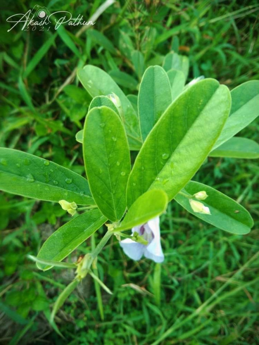 Clitoria laurifolia Poir.