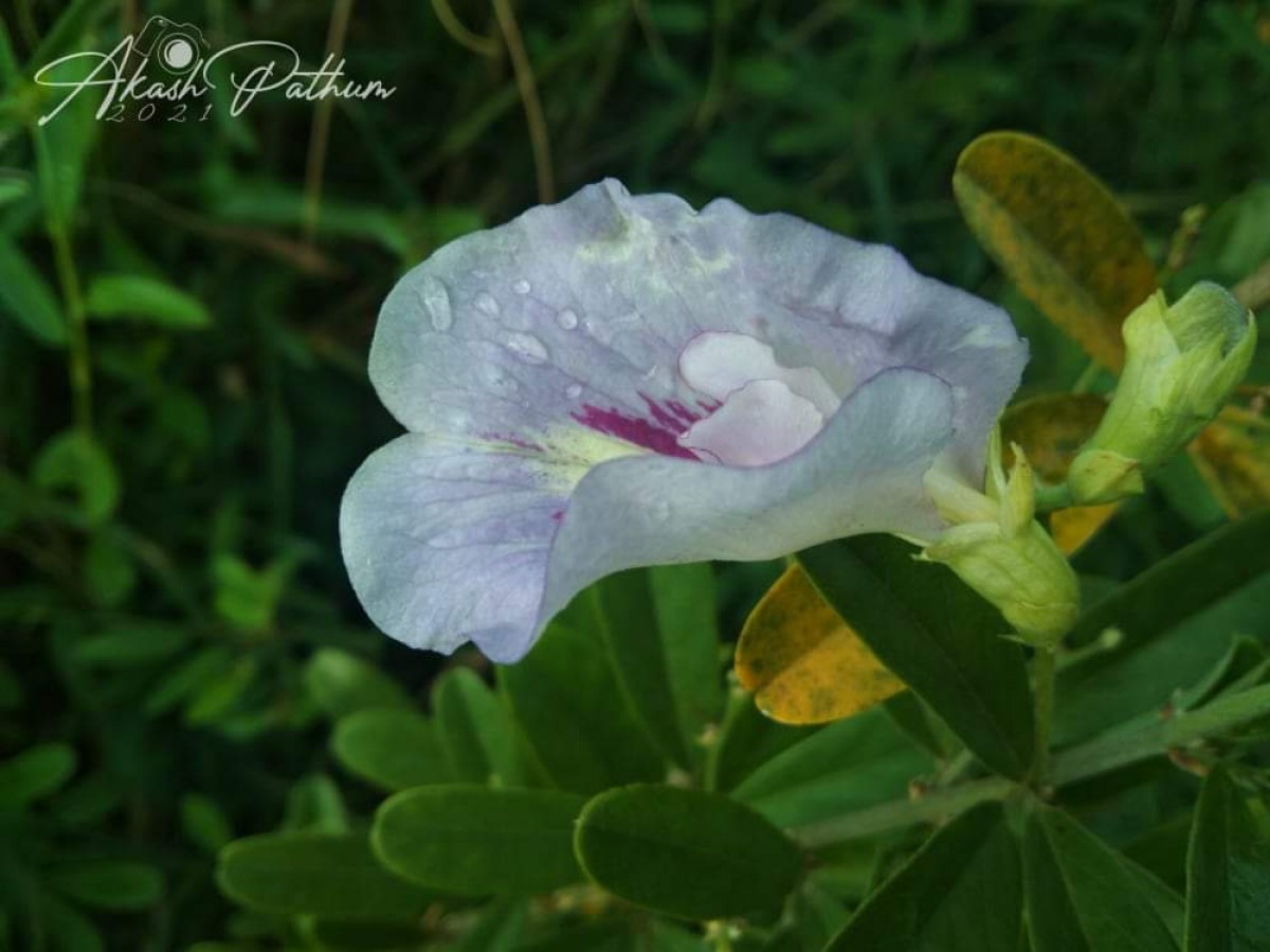 Clitoria laurifolia Poir.