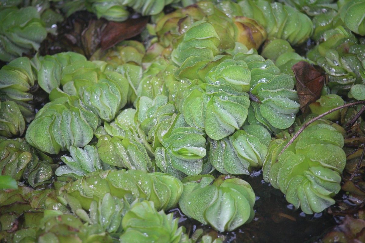 Salvinia molesta D.Mitch.