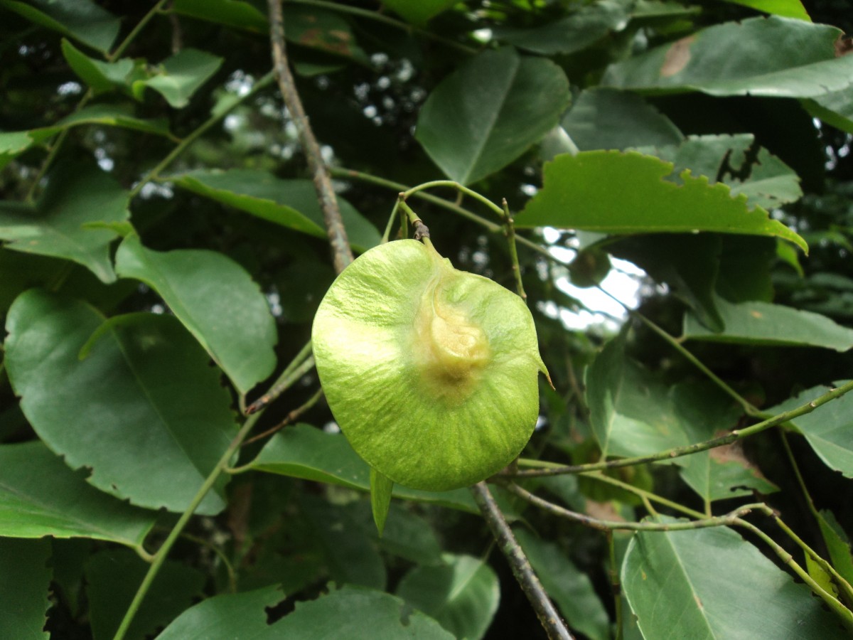 Pterocarpus indicus Willd.