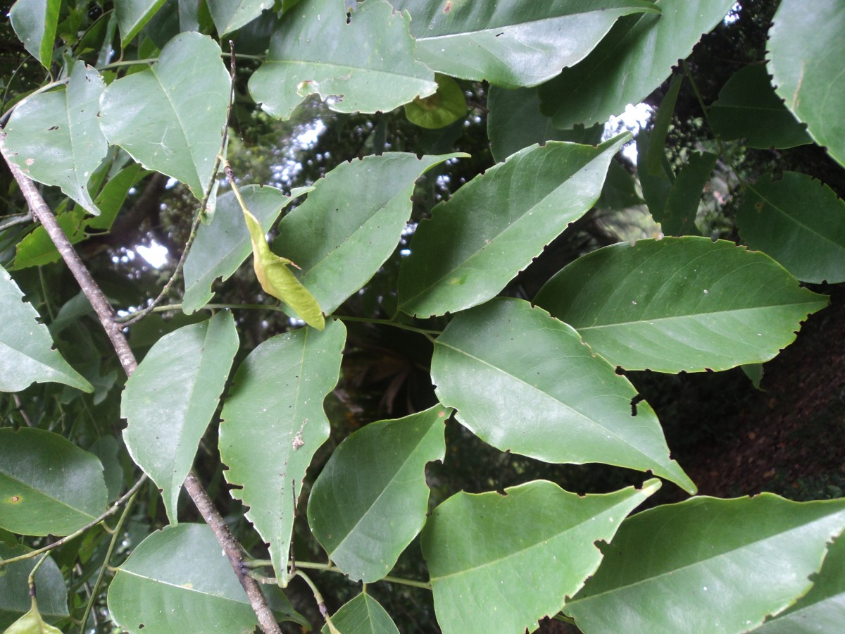 Pterocarpus indicus Willd.