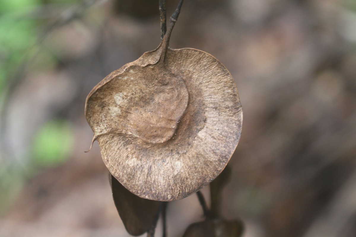 Pterocarpus indicus Willd.