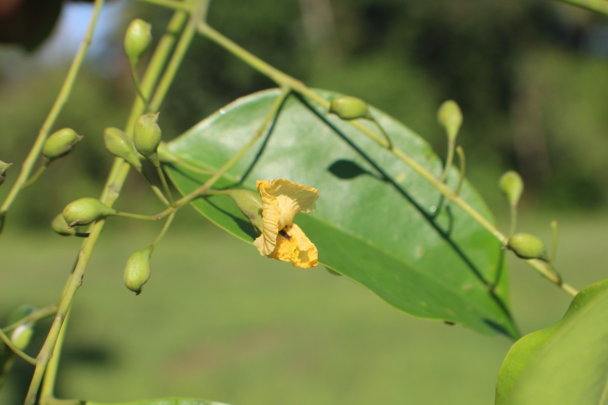 Pterocarpus indicus Willd.