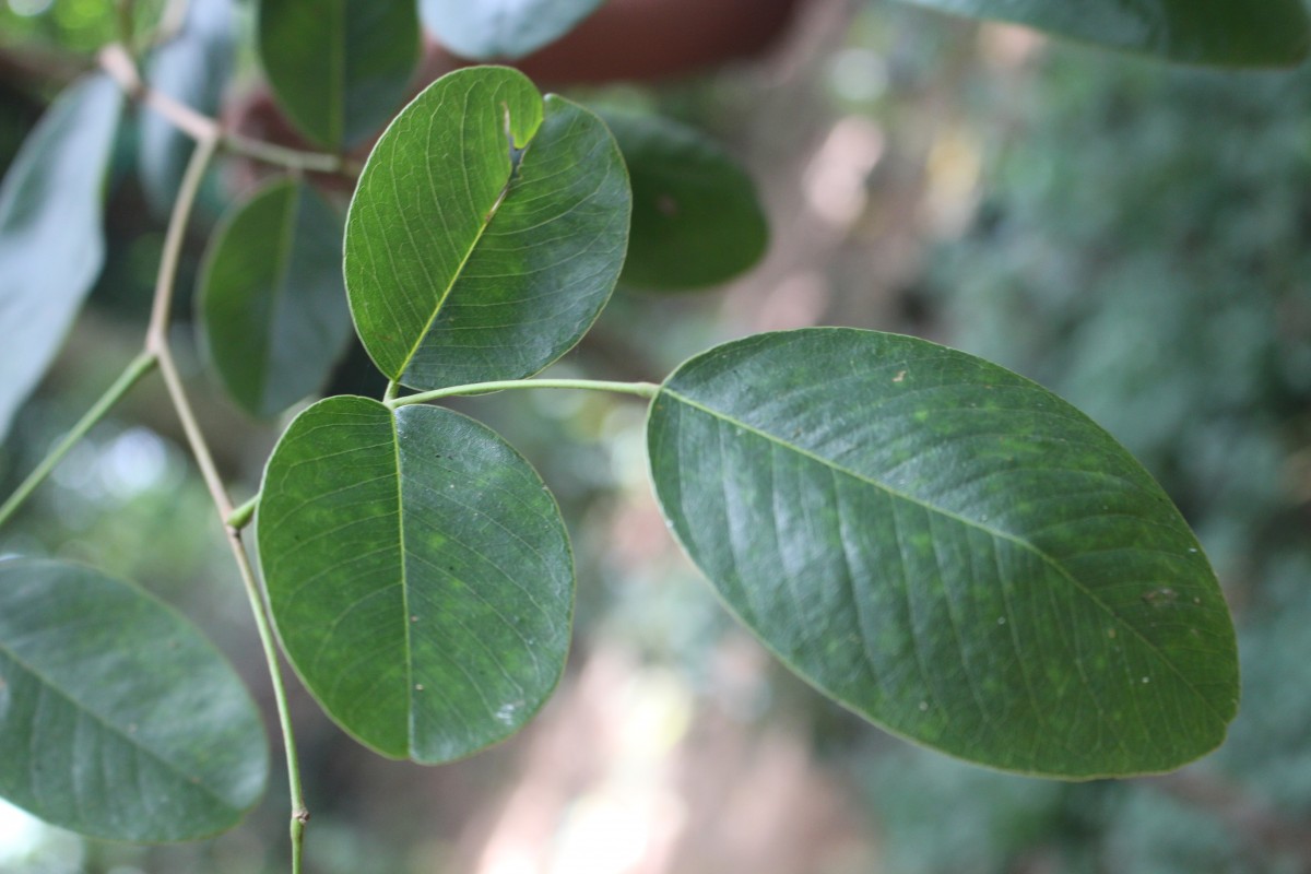 Pterocarpus santalinus L.f.