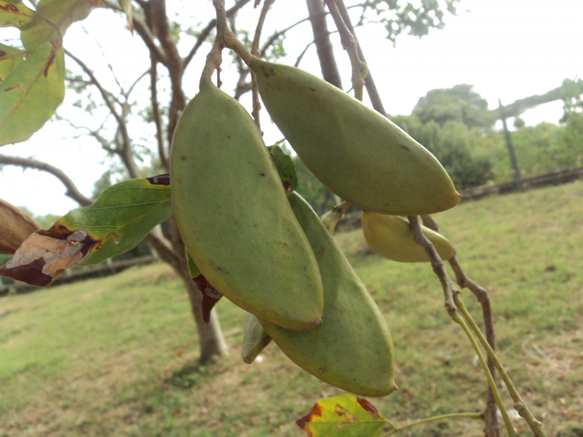 Pongamia pinnata (L.) Pierre