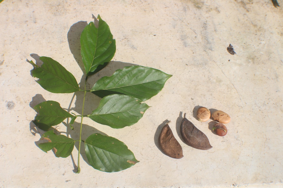 Pongamia pinnata (L.) Pierre