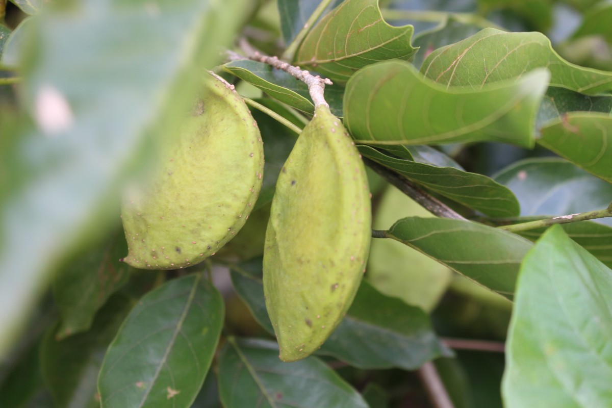 Pongamia pinnata (L.) Pierre