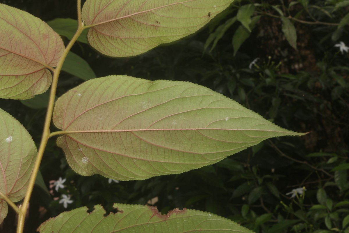 Trema orientale (L.) Blume