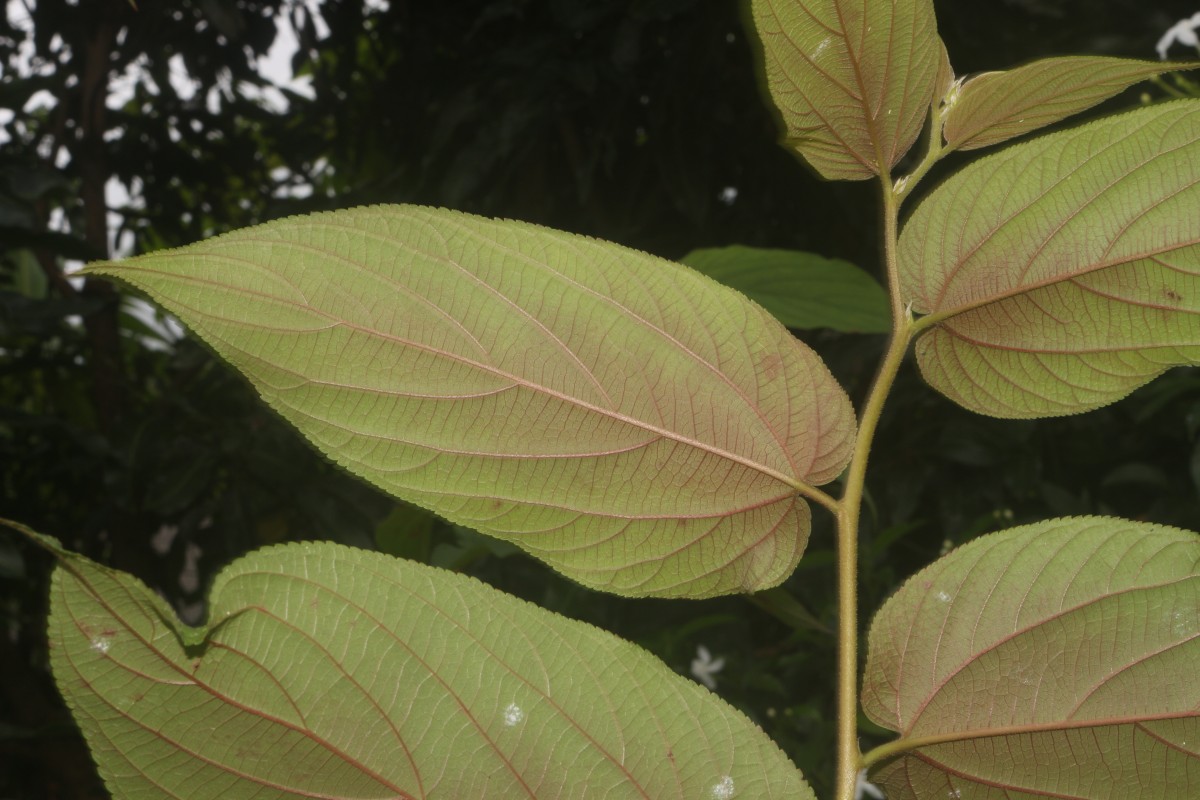 Trema orientale (L.) Blume