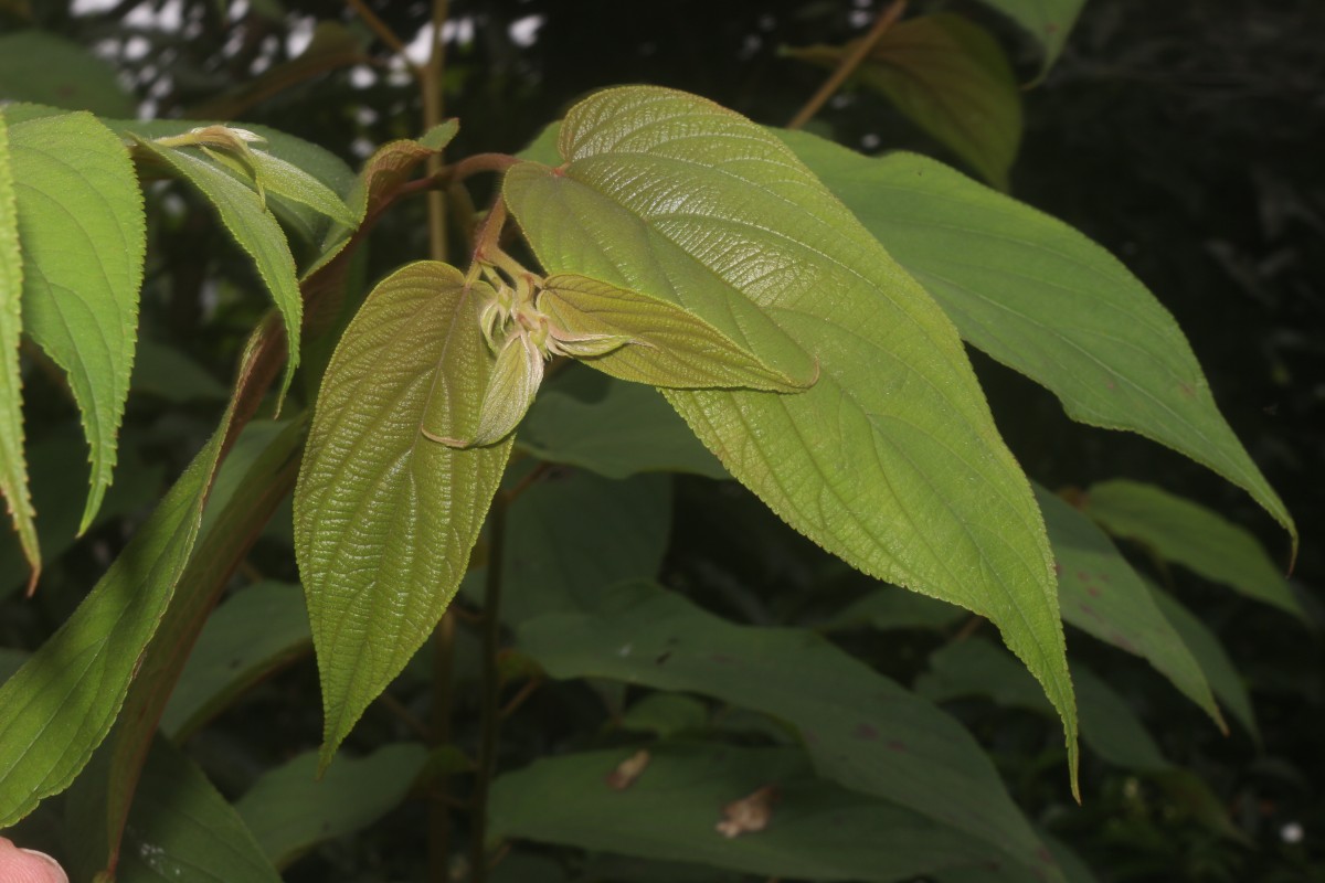 Trema orientale (L.) Blume