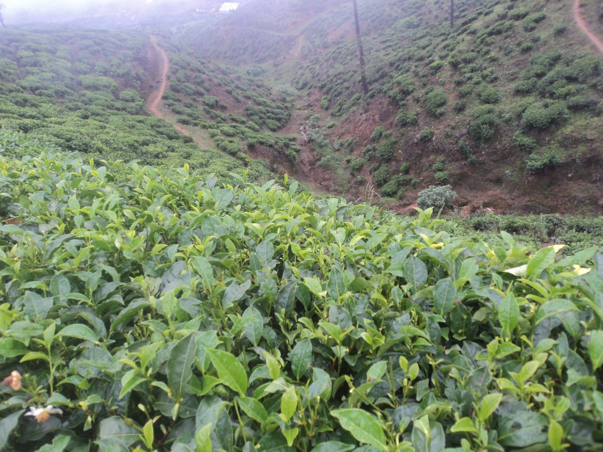 Camellia sinensis (L.) Kuntze