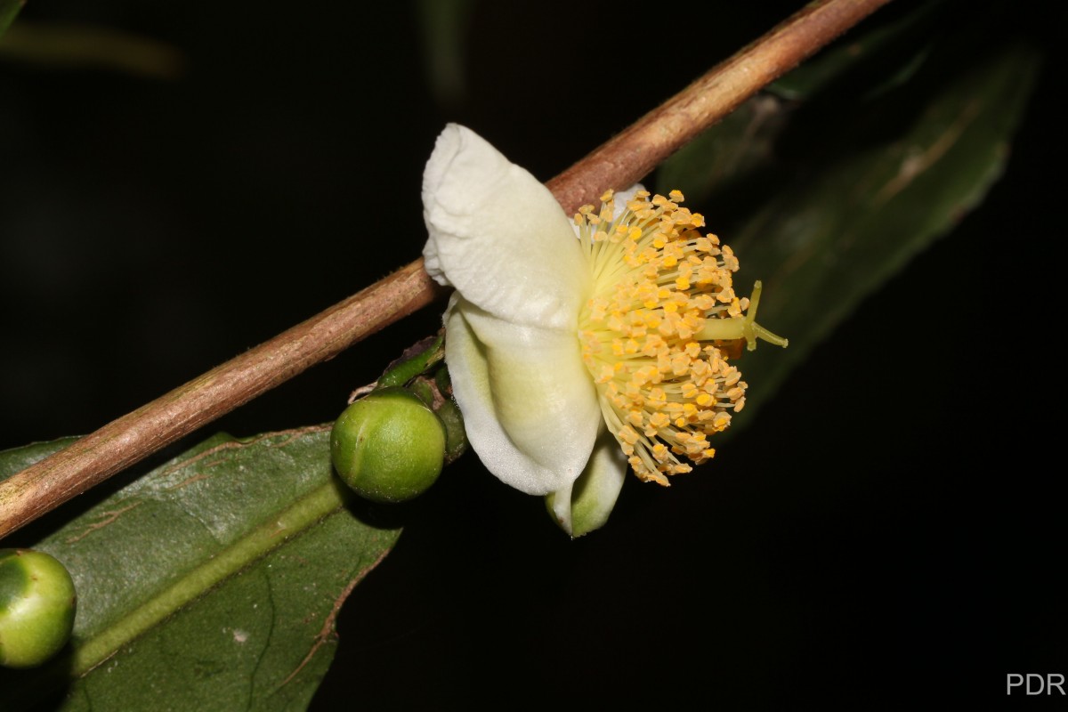 Camellia sinensis (L.) Kuntze