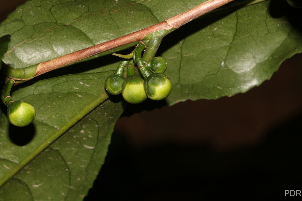 Camellia sinensis (L.) Kuntze