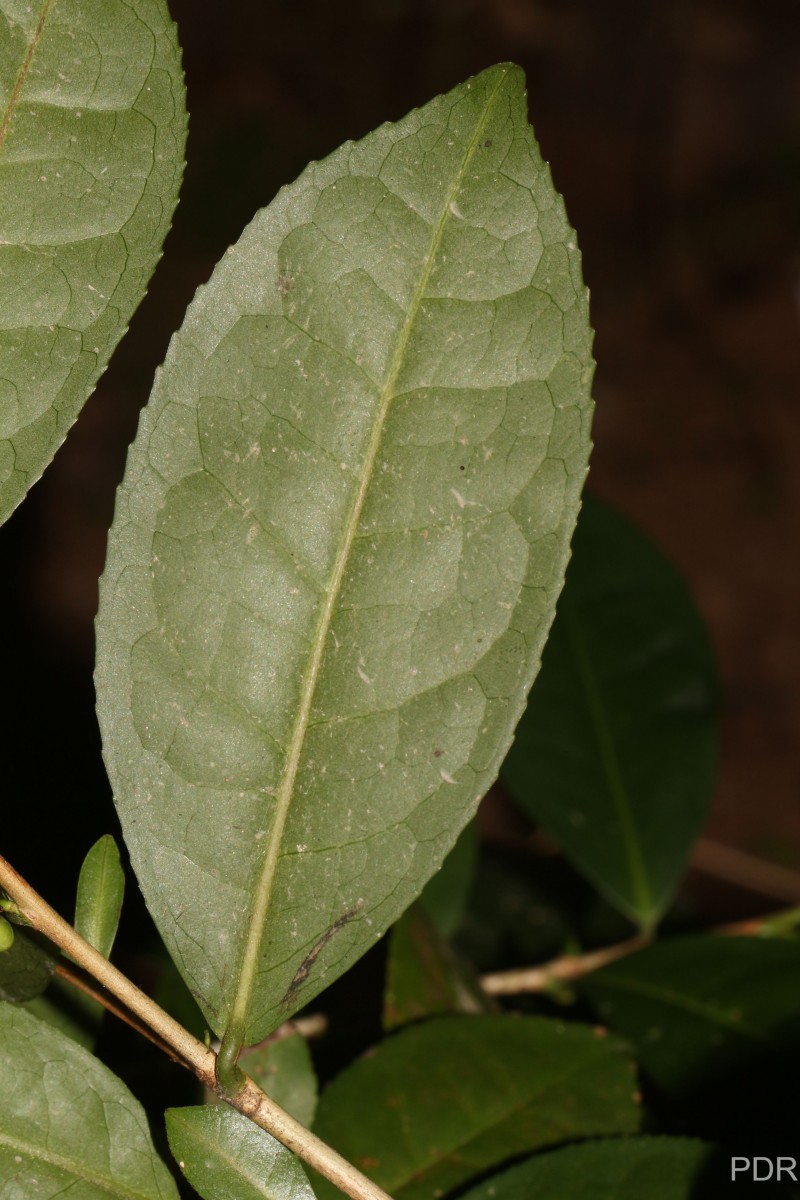 Camellia sinensis (L.) Kuntze