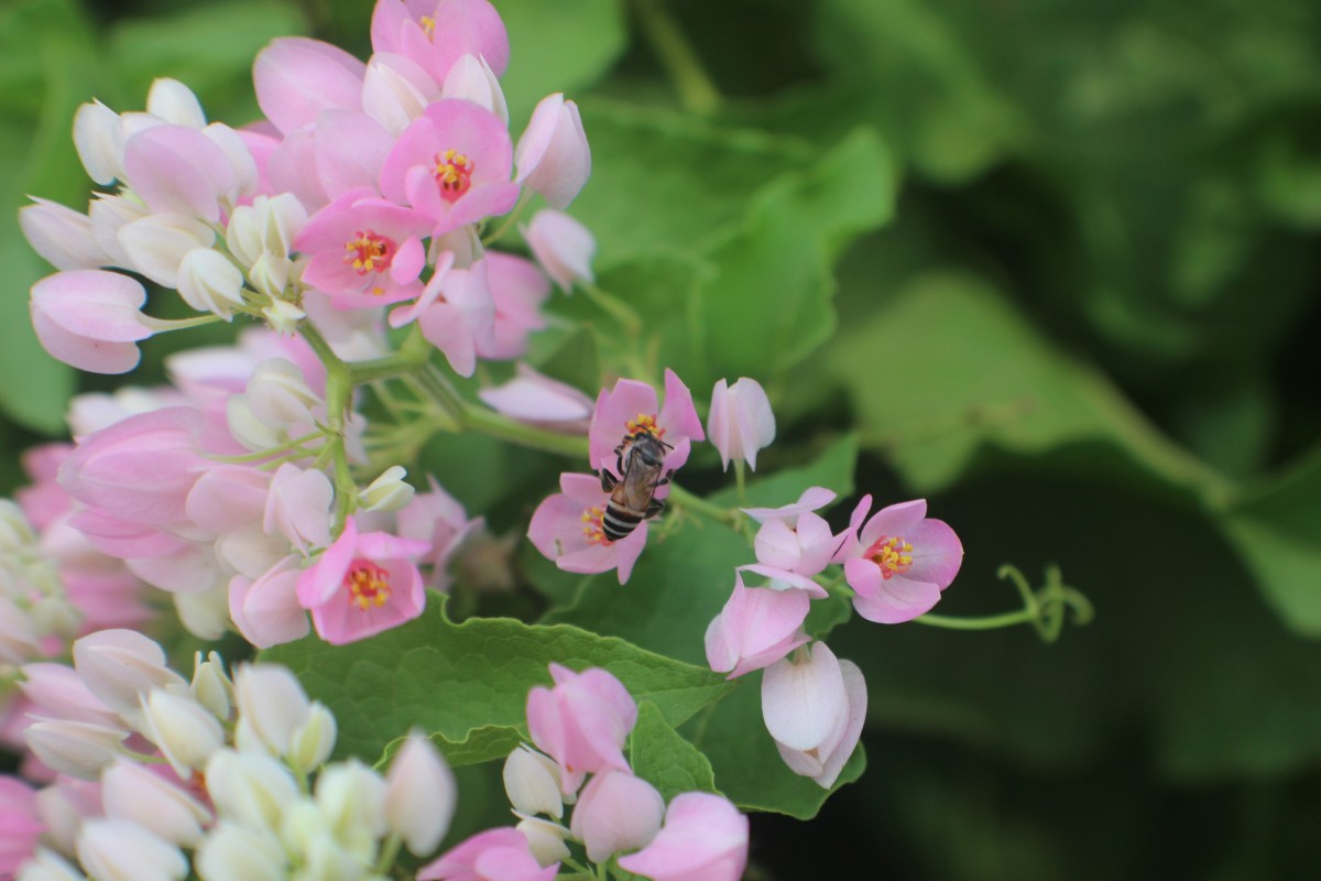 Antigonon leptopus Hook. & Arn.