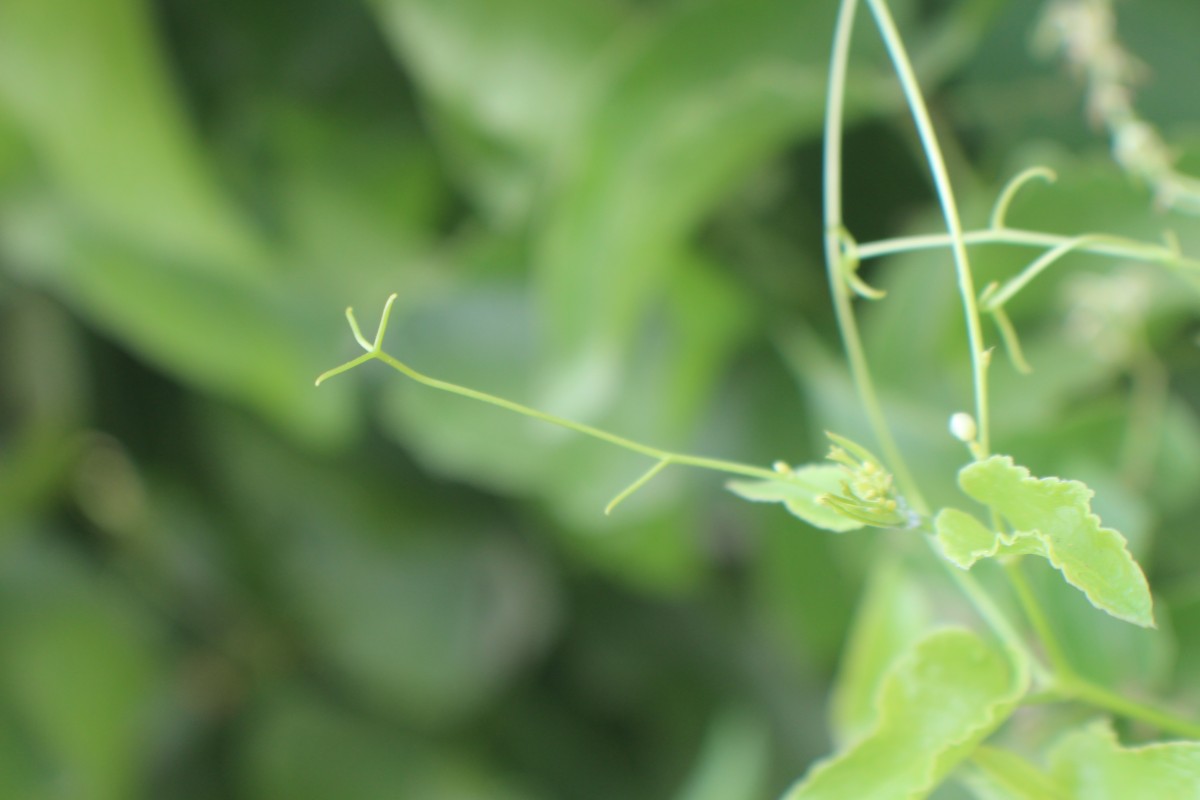 Antigonon leptopus Hook. & Arn.