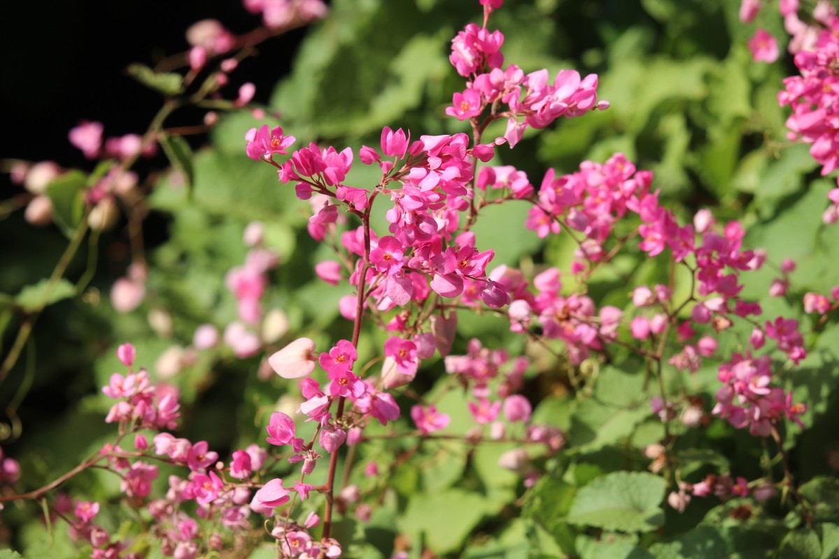 Antigonon leptopus Hook. & Arn.