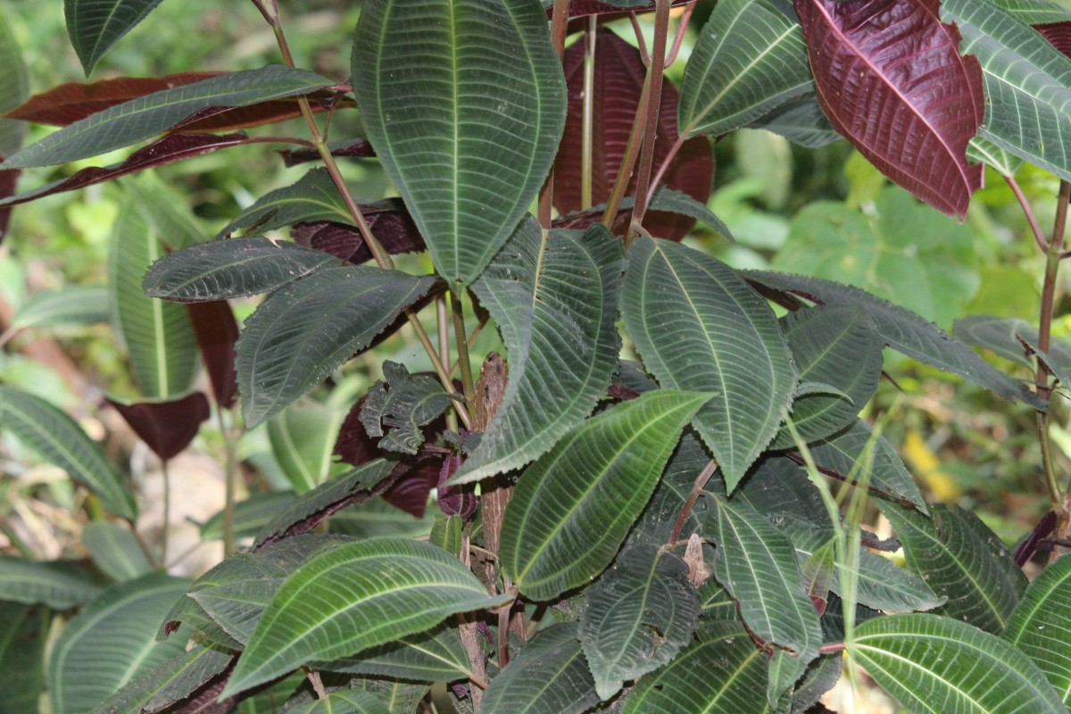 Miconia calvescens DC.