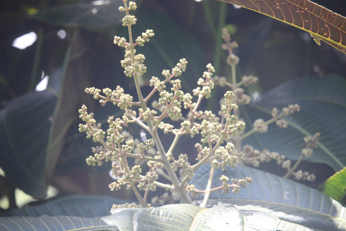 Miconia calvescens DC.