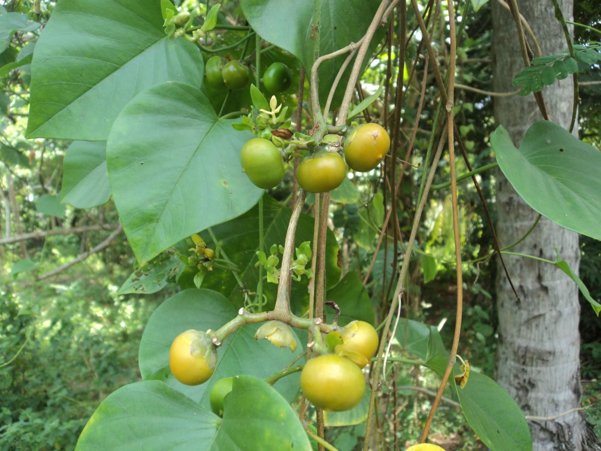 Argyreia kleiniana (Schult.) Raizada