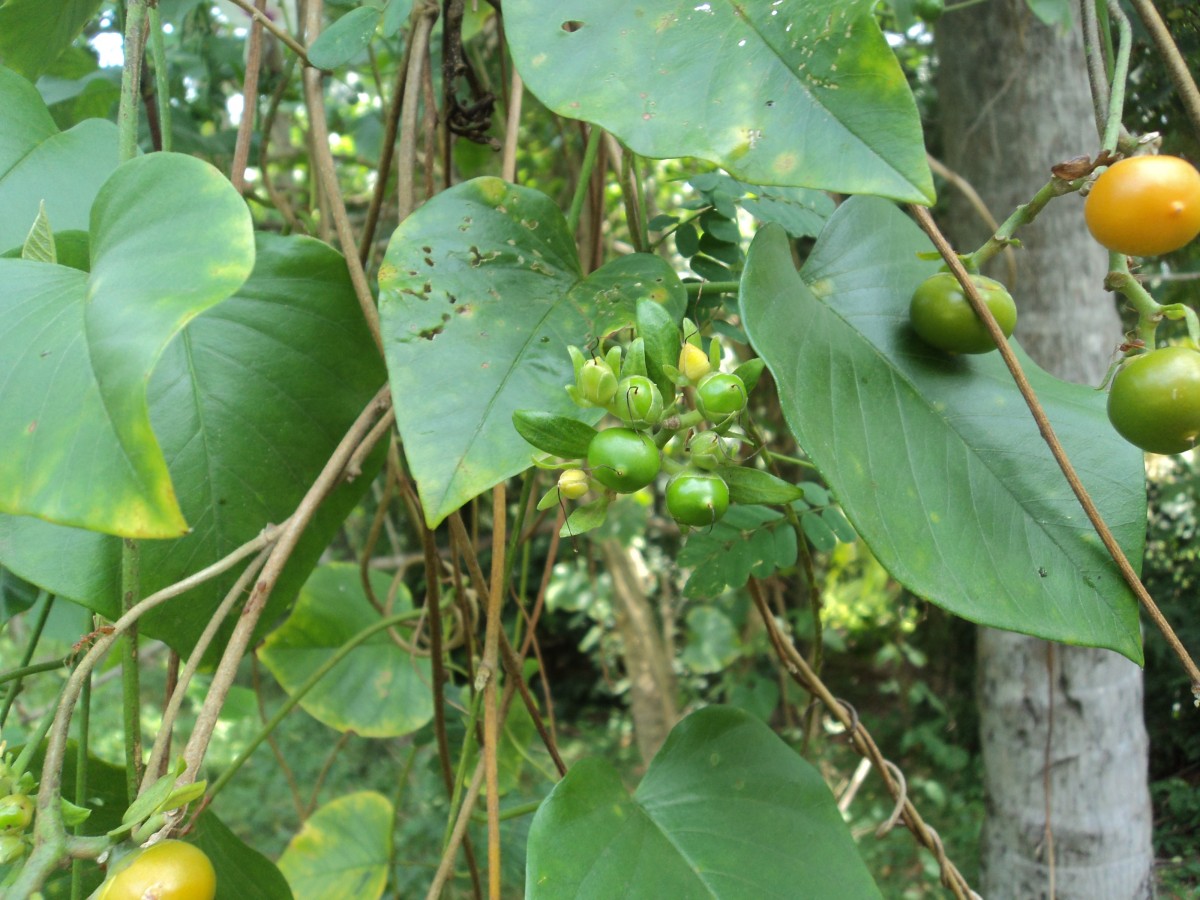 Argyreia kleiniana (Schult.) Raizada