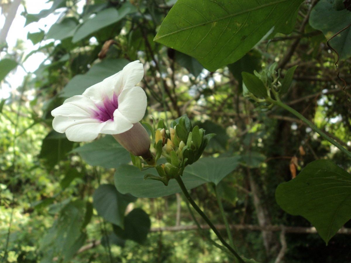 Argyreia kleiniana (Schult.) Raizada