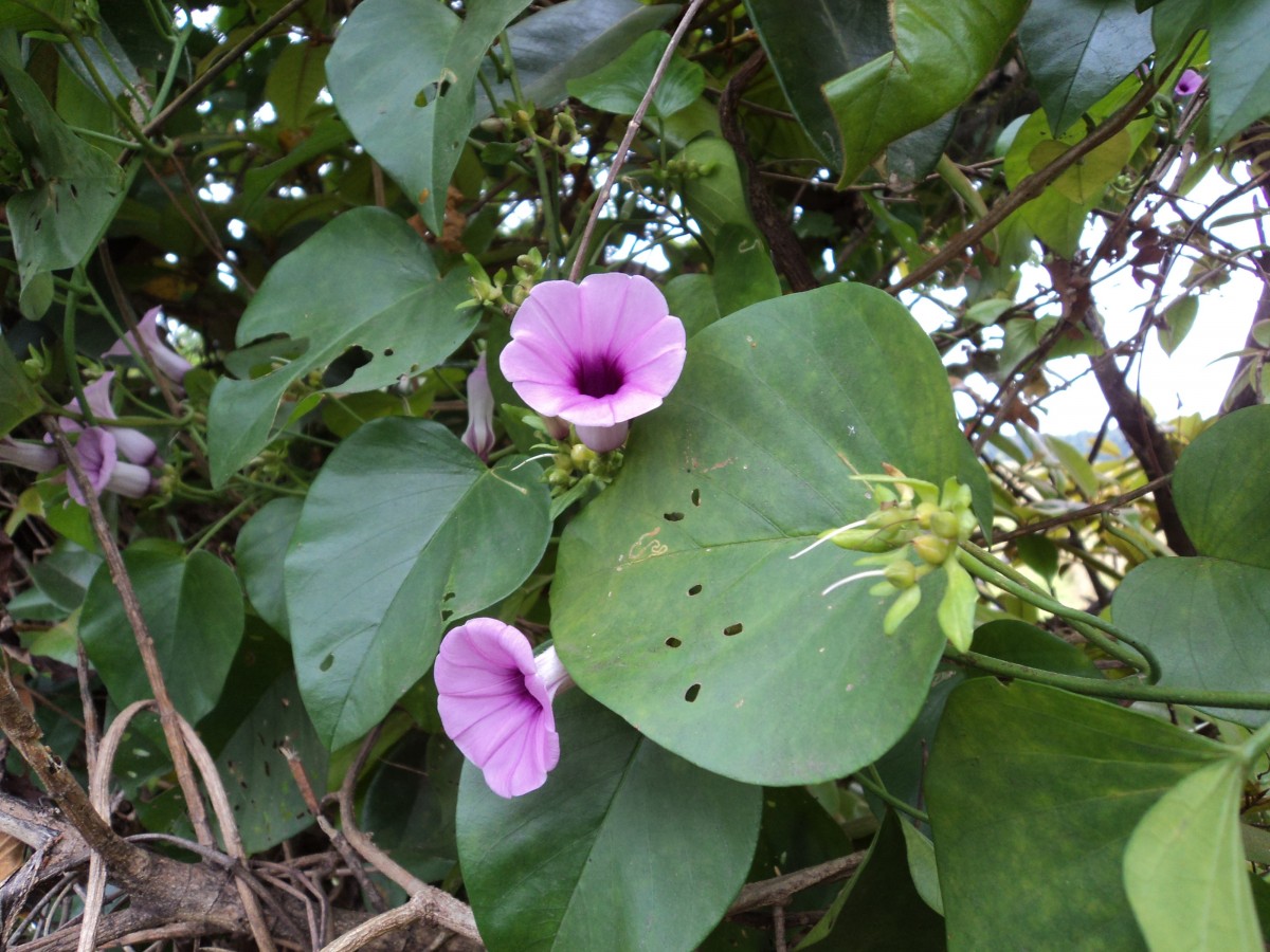 Argyreia kleiniana (Schult.) Raizada