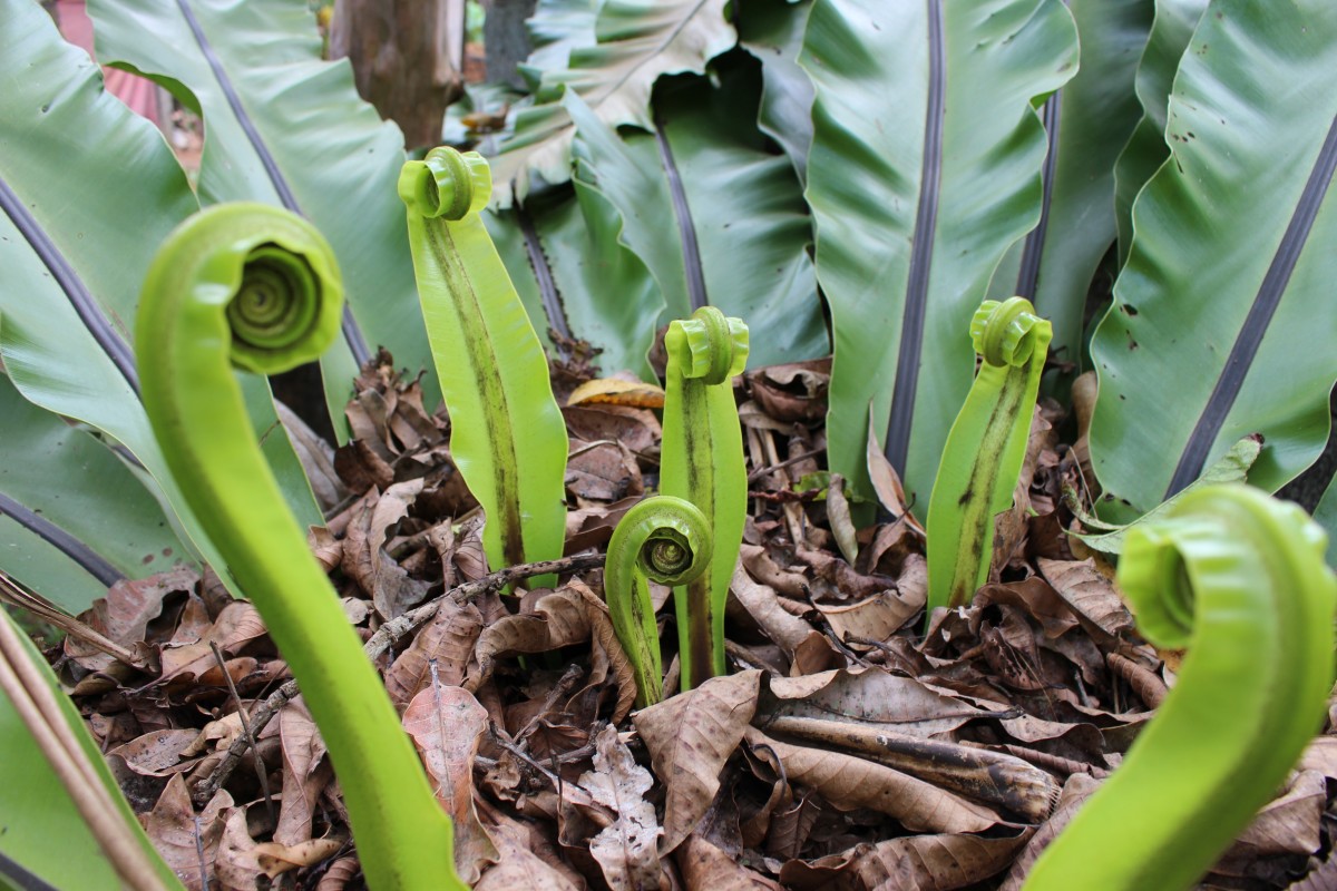 Asplenium nidoides  Fraser-Jenk. & Kandel