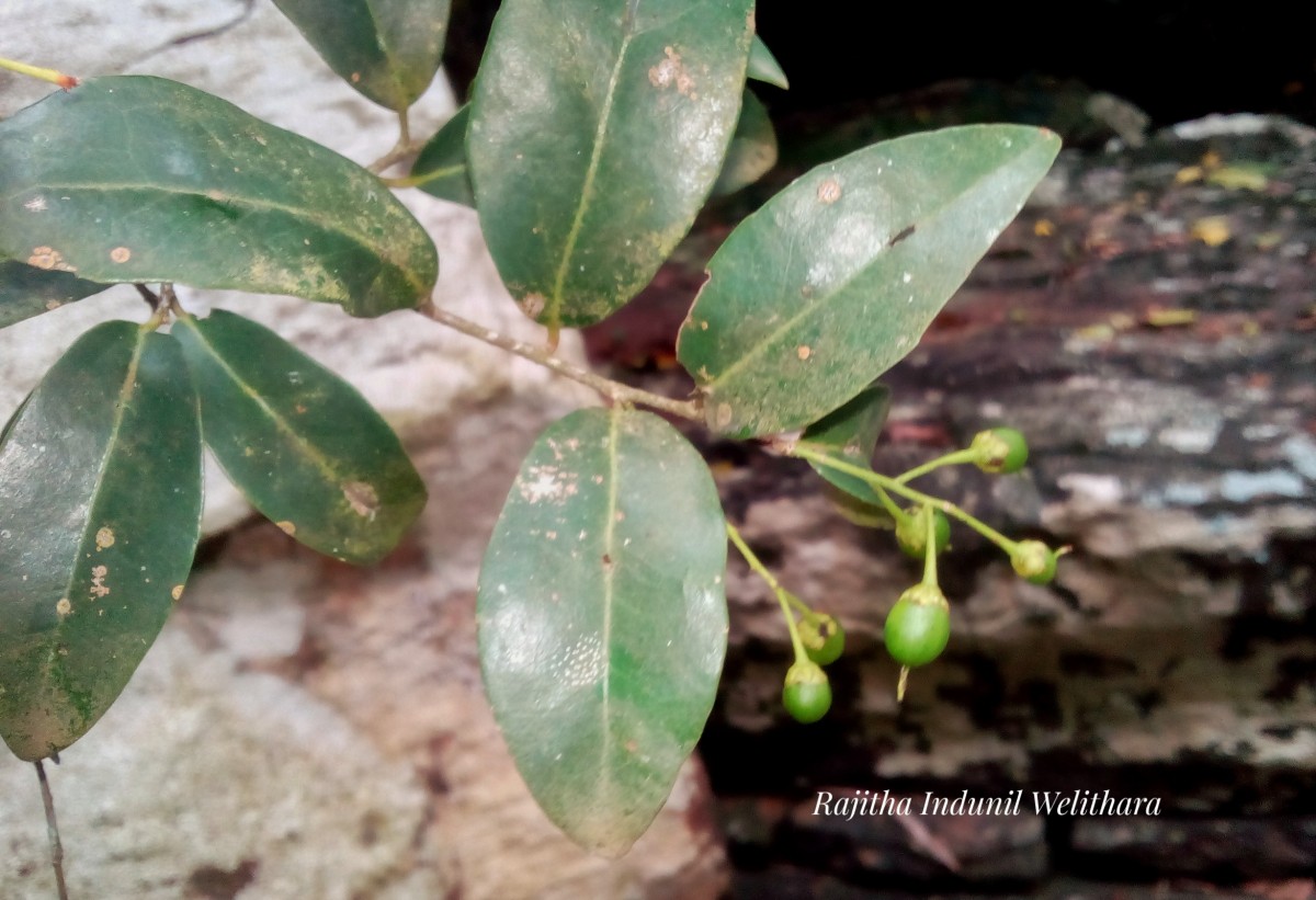 Scolopia pusilla Willd.