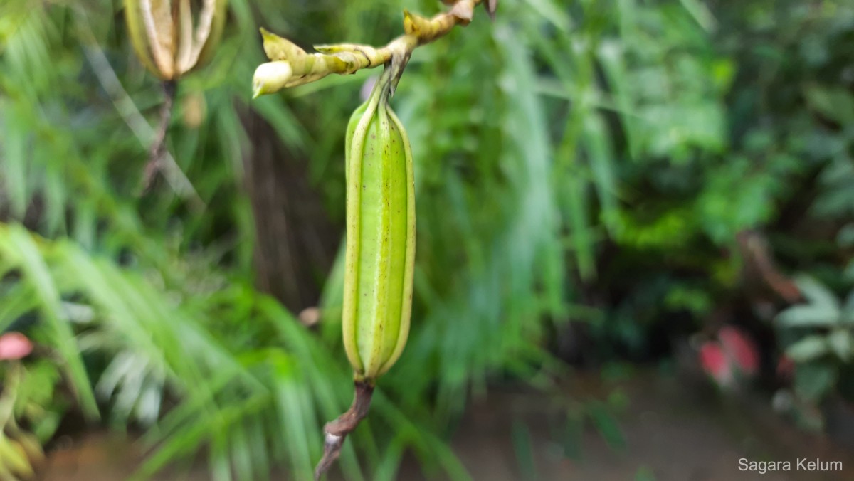 Arundina graminifolia subsp. graminifolia (D.Don) Hochr.