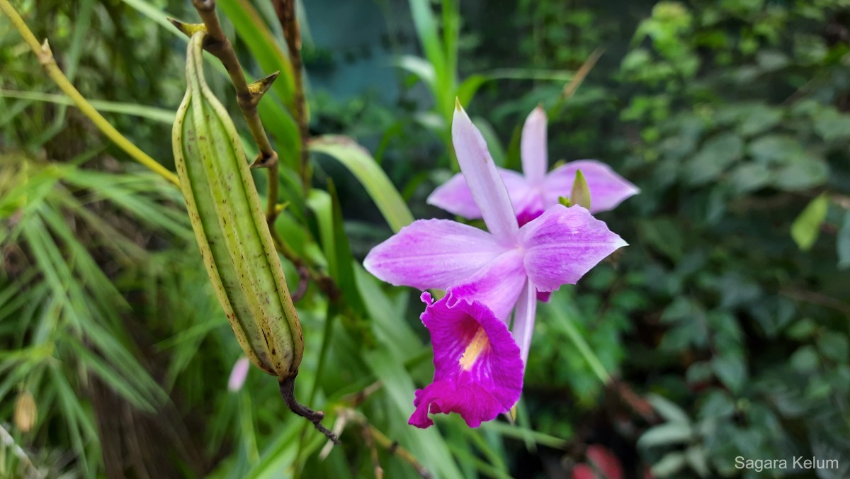 Arundina graminifolia subsp. graminifolia (D.Don) Hochr.