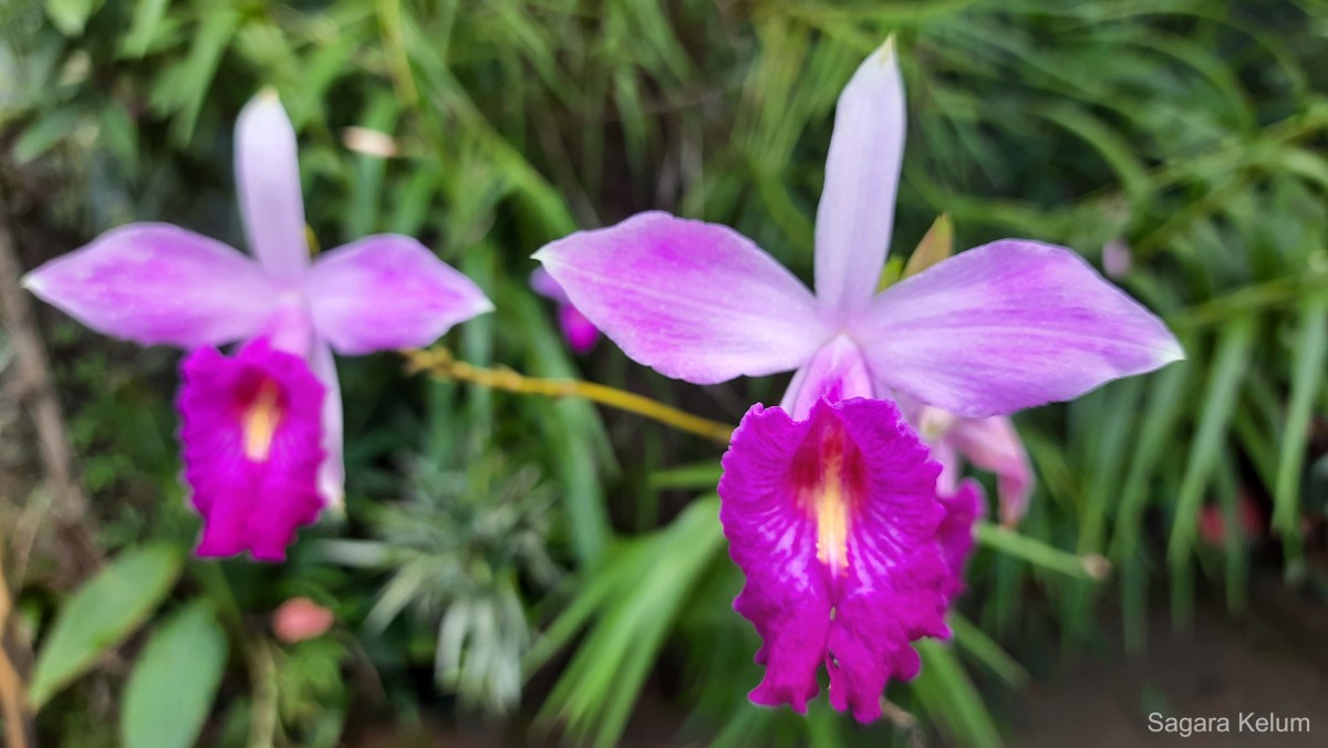 Arundina graminifolia subsp. graminifolia (D.Don) Hochr.