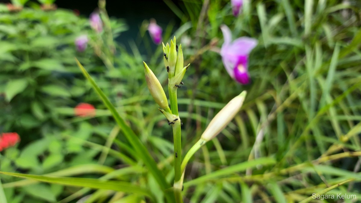 Arundina graminifolia subsp. graminifolia (D.Don) Hochr.