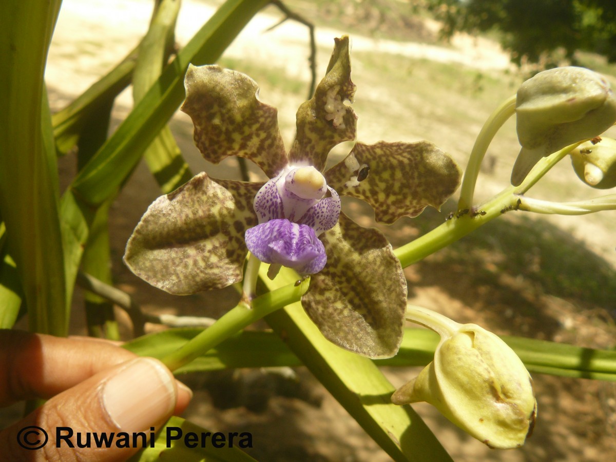 Vanda tessellata (Roxb.) Hook. ex G.Don