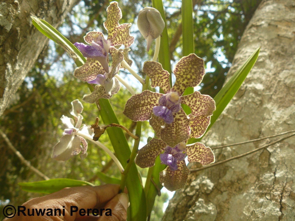 Vanda tessellata (Roxb.) Hook. ex G.Don