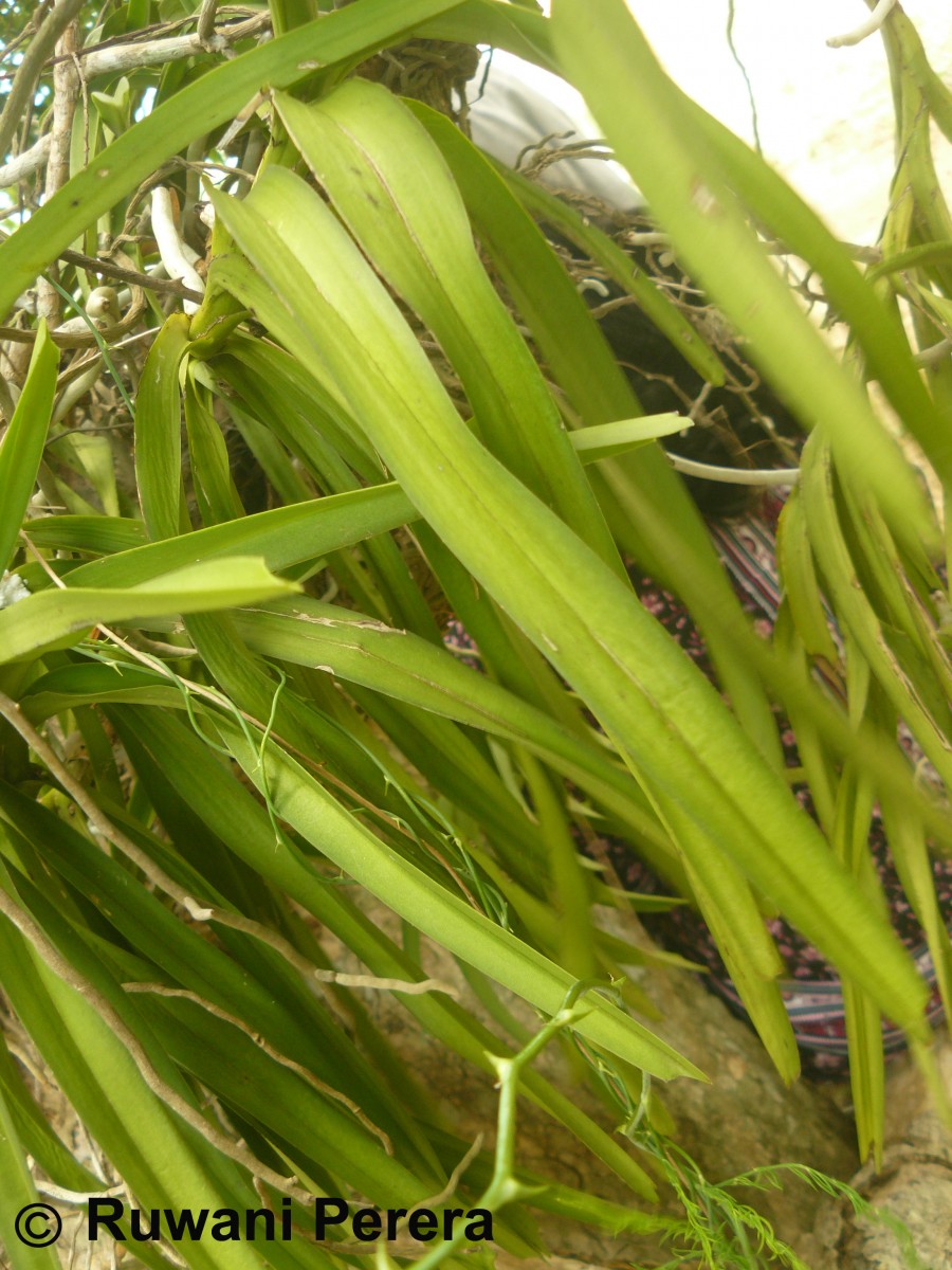 Vanda tessellata (Roxb.) Hook. ex G.Don