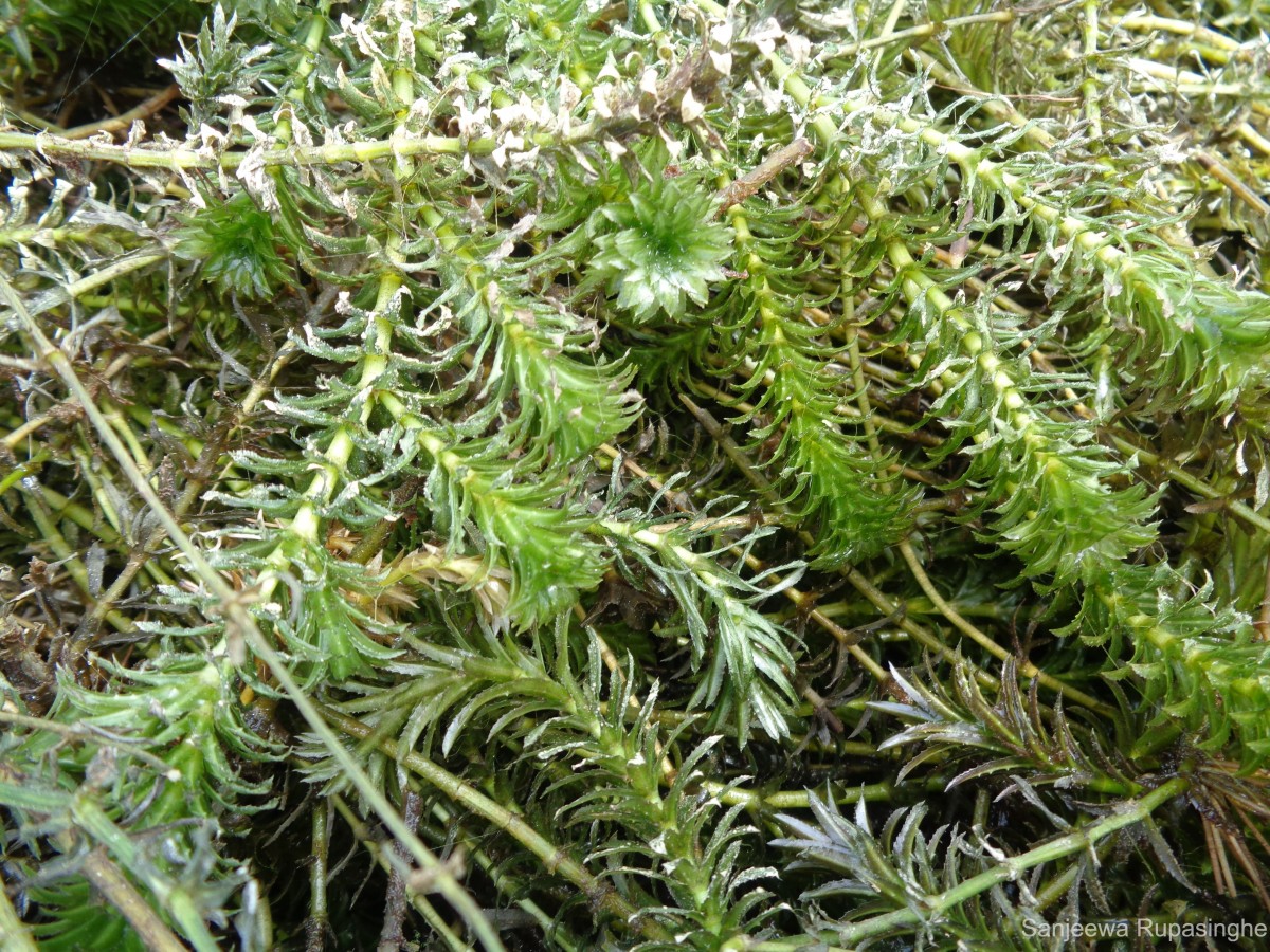 Hydrilla verticillata (L.f.) Royle