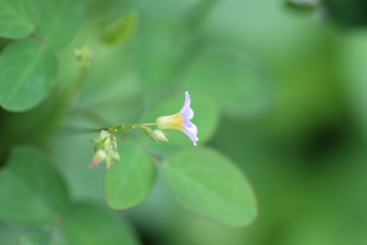 Oxalis barrelieri L.