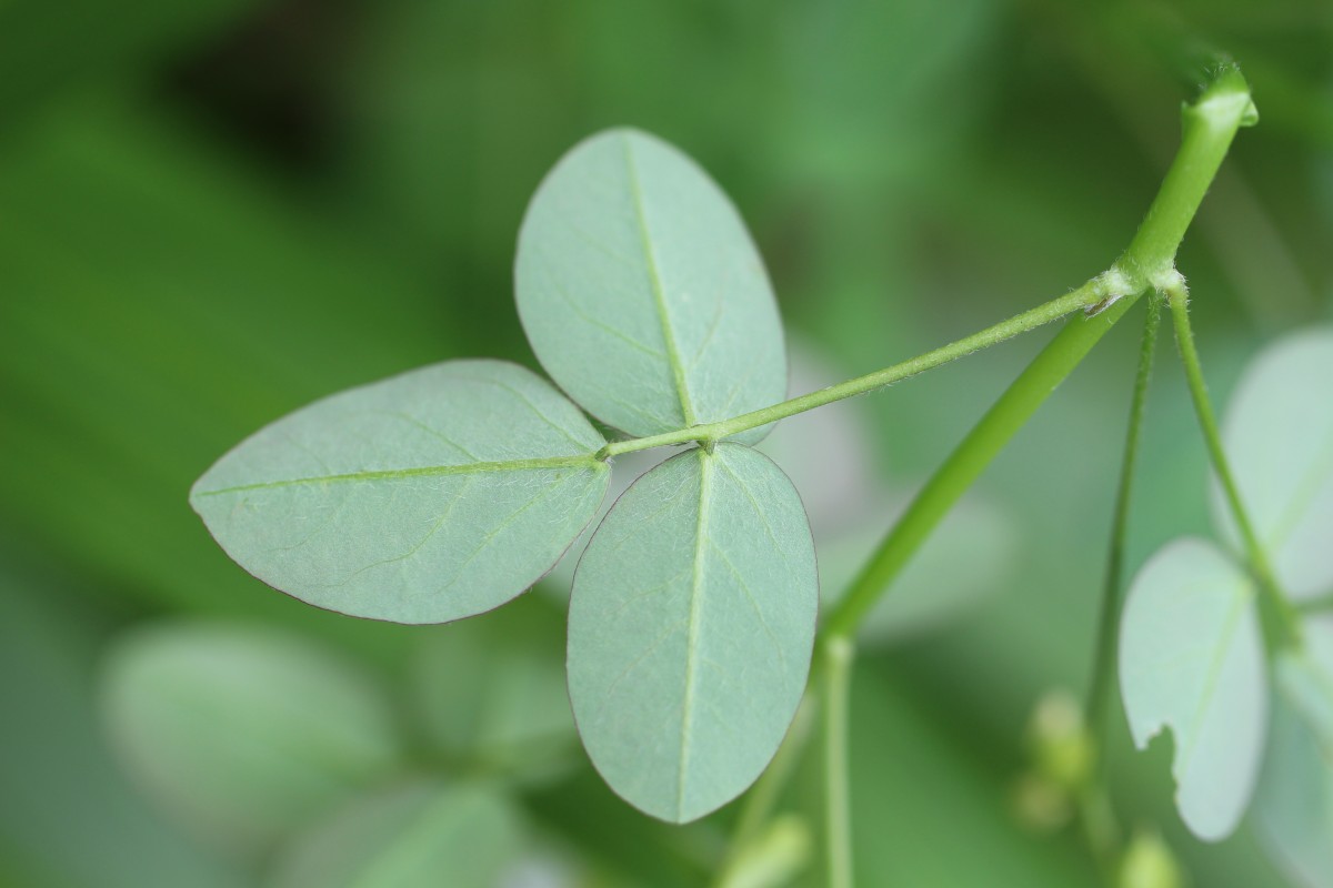 Oxalis barrelieri L.