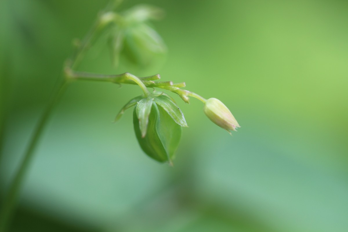 Oxalis barrelieri L.