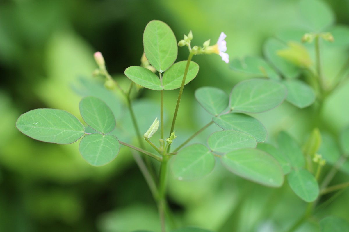 Oxalis barrelieri L.