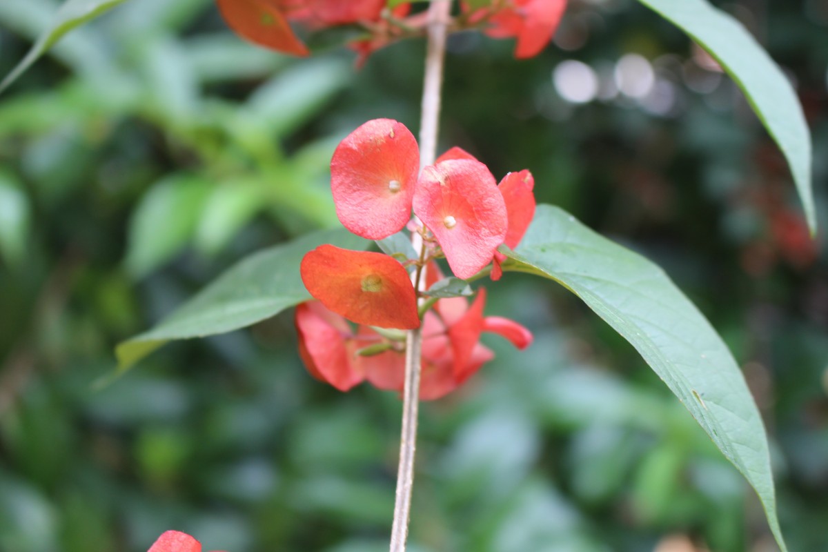 Holmskioldia sanguinea Retz.