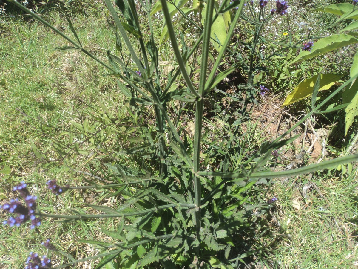 Verbena bonariensis L.